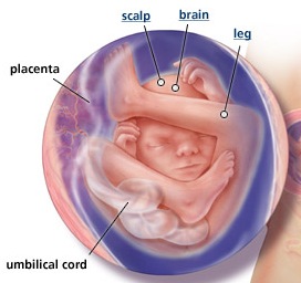[baby center 19 weeks[3].jpg]