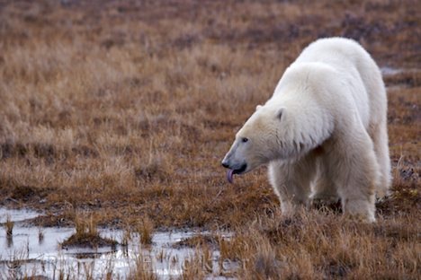 [drinking-polar-bear4.jpg]