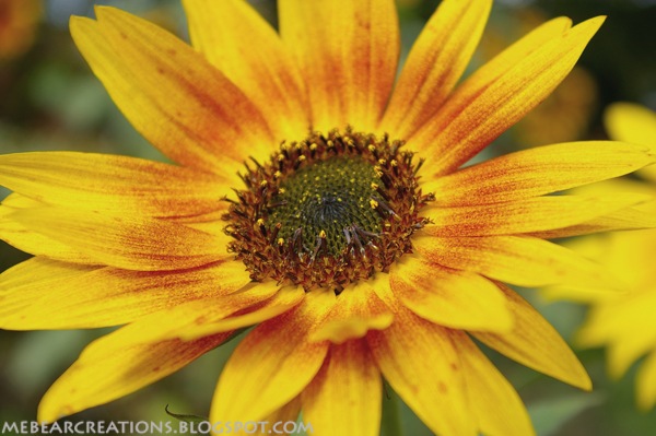 [Sunflower[7].jpg]