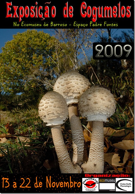 Papaventos-Cogumelos cartaz