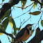 Eastern Spinebill