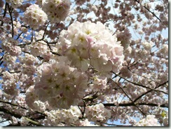 CherryBlossoms2