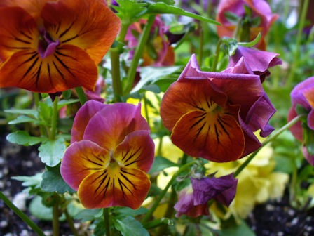[Pansies[3].jpg]