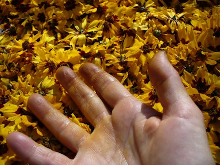 Insect bites: General Information.