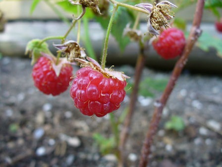 [Raspberries[3].jpg]