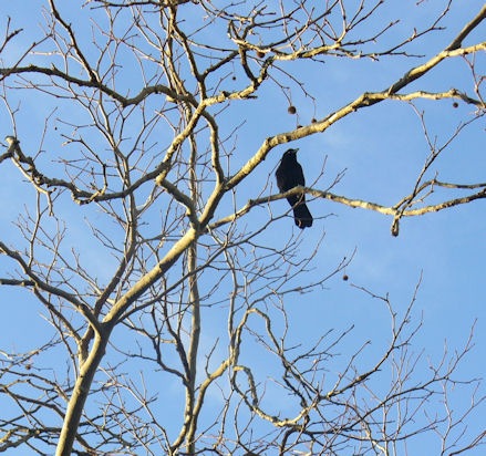 [Crow[3].jpg]