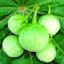 Eggplant 'Thai Round Green Petch Parisa' Seeds