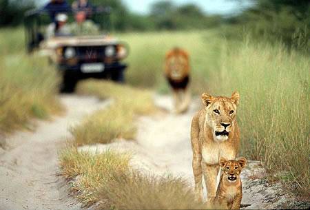 Safaris en sudafrica safaris