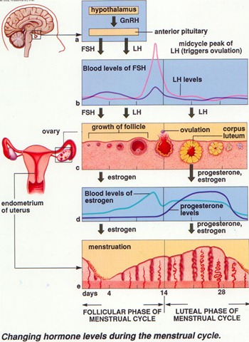 [normal menstrual cycle[8].jpg]