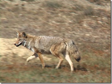 coyote-12
