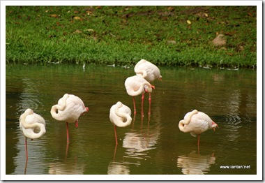 Flamingo-Sleeping