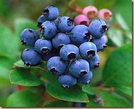blueberries-2_49
