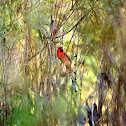 Northern Cardinal