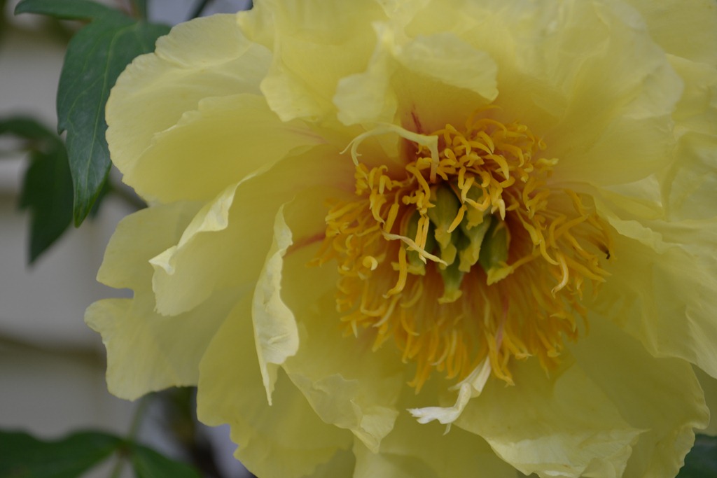 [2011-05-20 Flowers 003[11].jpg]