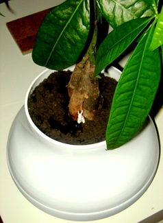 DSCN1387