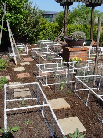 [cagegarden[5].jpg]