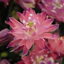 columbine_clementinesalmonrose_big