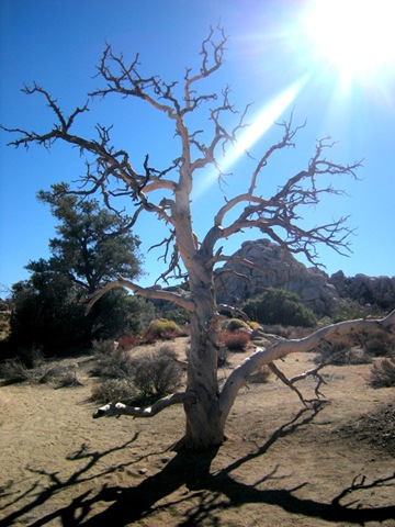 [joshuatreeplants2[5].jpg]