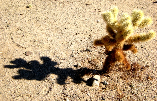 [joshuatreeplants4[5].jpg]