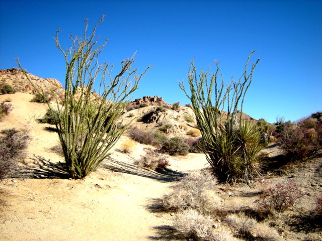 [joshuatreecactus2[5].jpg]
