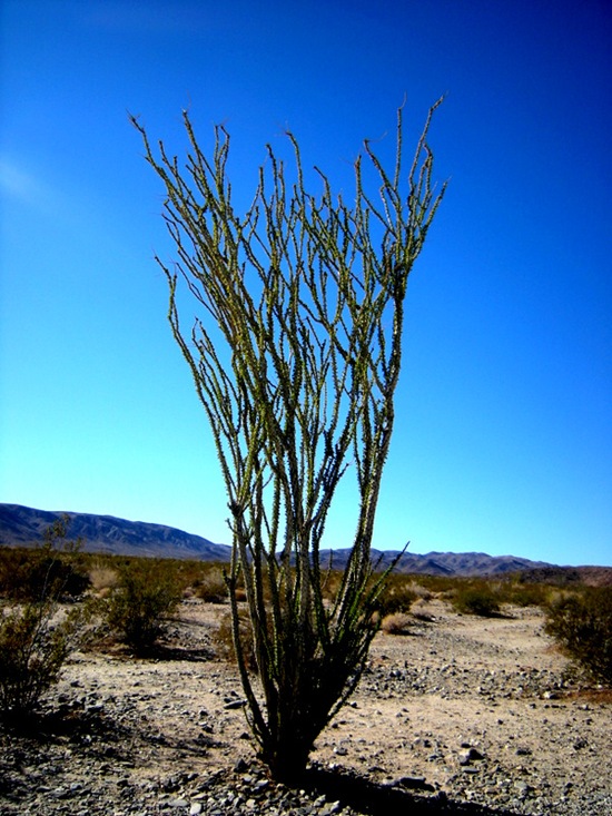 joshuatreecactus3