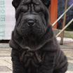 DSC00234.jpg - Gorila