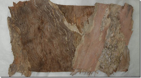 paperbark on japanese tissue paperbark on japanese tissue