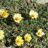 P1010184 Panasonic TZ10   Poze Natura (August 2010)