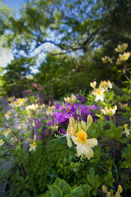 flowers and tea house
