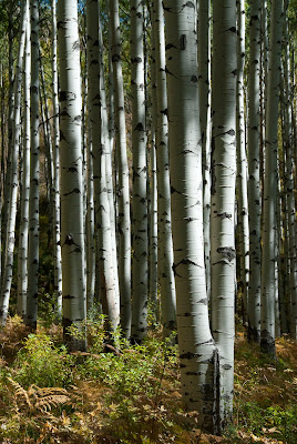 aspens