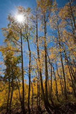 keblar aspens