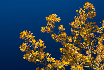 aspen leaves