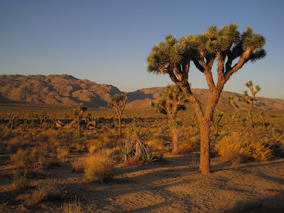 Joshua Tree at sunrise