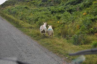 Scottish Sheep