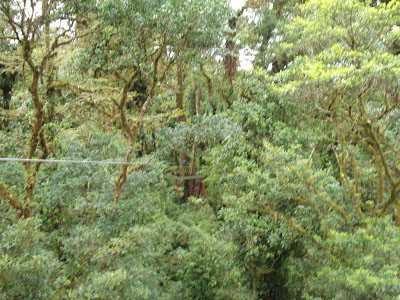 It's not easy to make out the next several photos, but you get the idea.  The gray cord off to the left is the cable that connects tree platform to tree platform, and they hooked our harnesses up to them via strong carrabeeners and sent us careening down to the next platform.