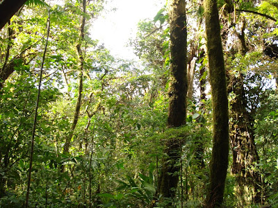 Have you noticed all the lush greenery around everywhere?  This place was dripping with life.  Our guides indicated that one tree can have up to 10,000 other plans growing on it!