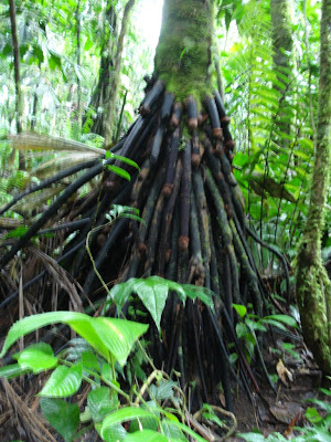This is a palm tree's way of shooting roots into the ground when it gets too high.  Palm trees don't necessarily anticipate growing that tall, so they don't bother growing a wide, supportive root system until they need it.