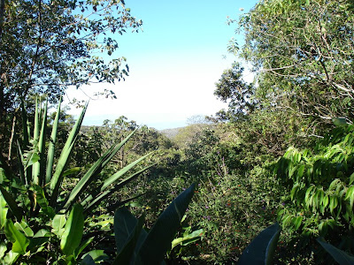 OK, so it looks kinda like main, aside from the huge cacti and tropical plants.