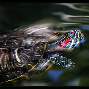 Photo Selection - 20101221