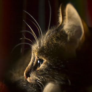 Photo Selection - 20101222