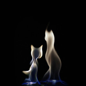 Photo Selection - 20101223