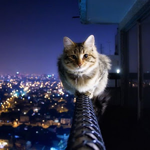 Photo Selection - 20110104