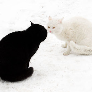 Photo Selection 0 20110105