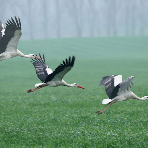 Photo Selection - 20110125