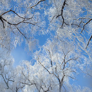 Photo Selection - 20110201