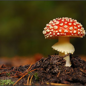 Photo Selection - 20110204