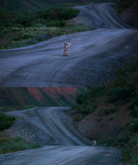 写真23　ウルフ-2