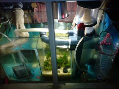 sump.JPG