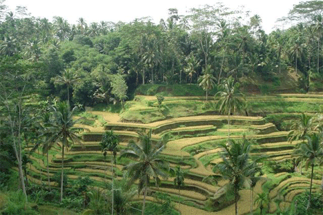 rice terrace tegalalang
