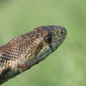 Gopher snake